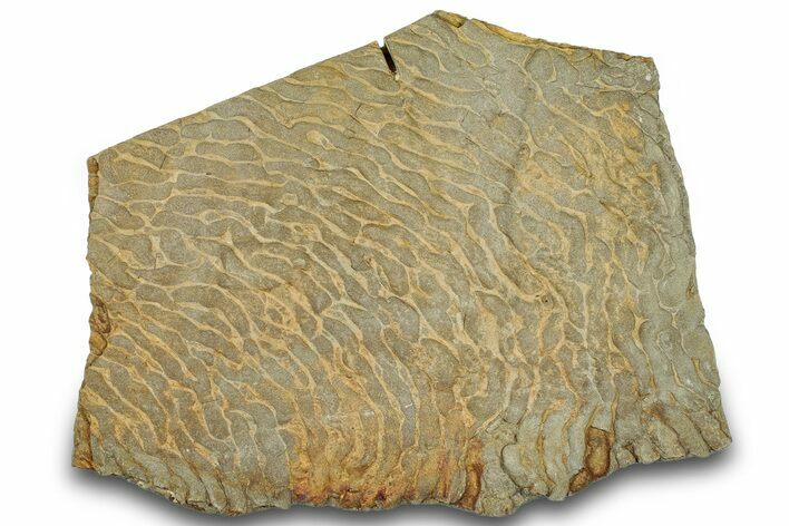 Pennsylvanian, Fossil Microbial Mat - Oklahoma #301906